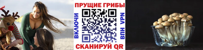 сколько стоит  Новотитаровская  Галлюциногенные грибы Psilocybine cubensis 